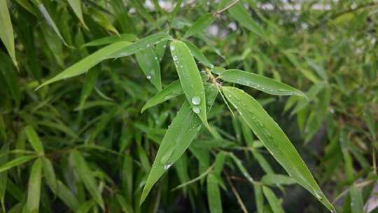 雨清明谷雨竹叶雨水下雨