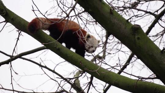 爬树的小熊猫