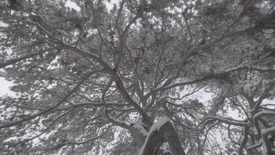 雪后的松树LOG