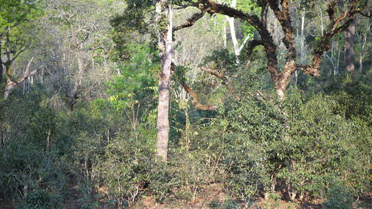 古茶树古树植物参天大树雨林热带雨林