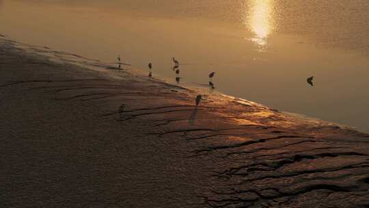 杭州钱塘江滩涂湿地候鸟白鹭夕阳视频素材模板下载
