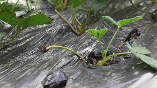 草莓园 农田 农业作物 水果 绿色植物 温室