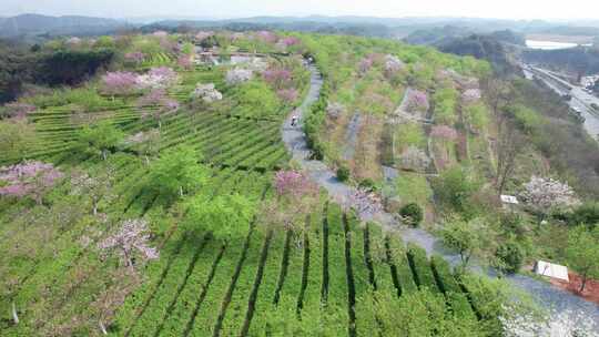 中国湖南省郴州市樱花茶园航拍风光