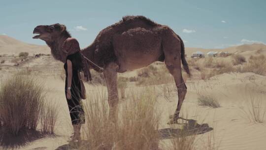 沙漠中女人和骆驼