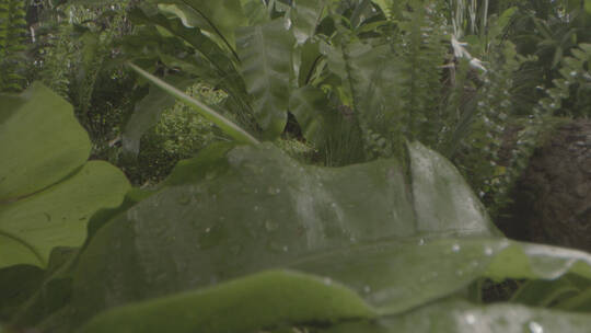 水滴雨水落在叶子上特写