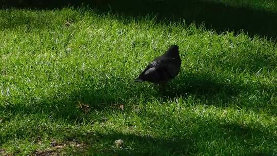 一只鸟在草地上觅食