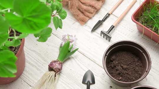 园丁手持紫色风信子萌芽的女性手移植室内植