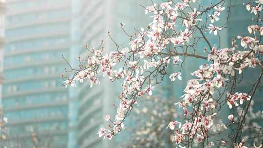 春天万物复苏玉兰花春暖花开画面