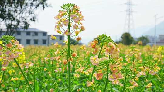 油菜花春天油菜花海油菜花田菜花花海