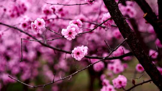 西安沣东梅园里航拍的粉色的漂亮梅花