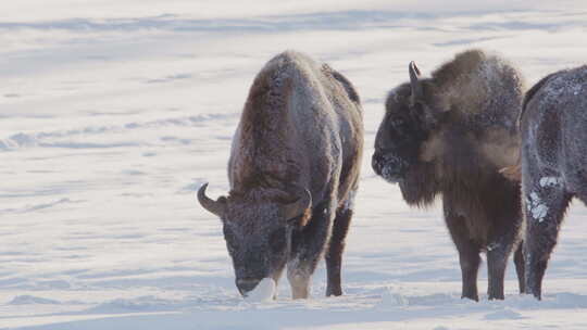 欧洲木野牛在白色冬季白雪皑皑的风景中觅食