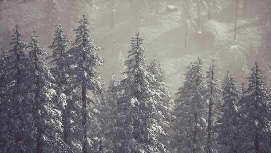 冬季积雪覆盖的山腰锥形树