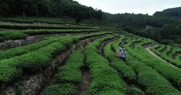 茶园 茶叶 茶 茶山 茶文化