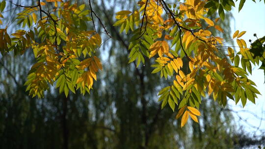 立秋渐渐黄的树叶