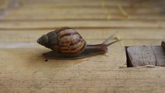 一只蜗牛在木头上爬行