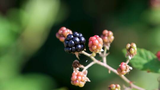 农产品水果葡萄蓝莓特写视频素材模板下载