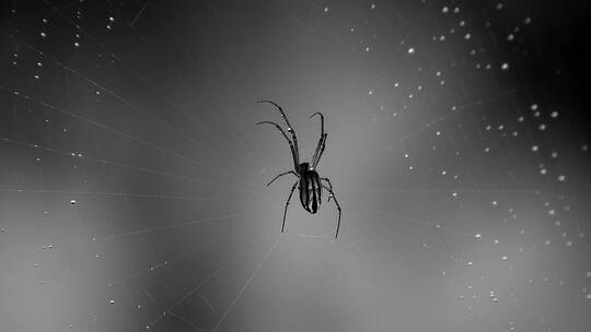 蜘蛛织网11
