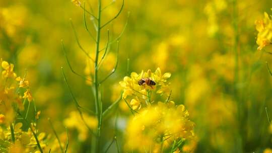 菜花油菜花蜜蜂春天蜜蜂菜花油菜田野油菜花