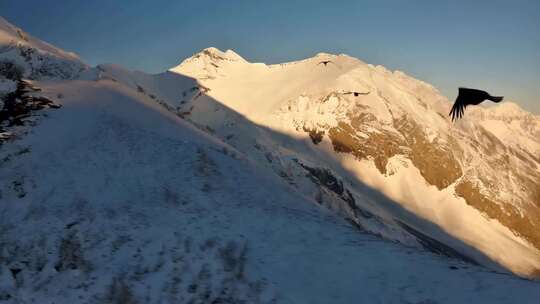 雪山之巅雄鹰翱翔的震撼景象