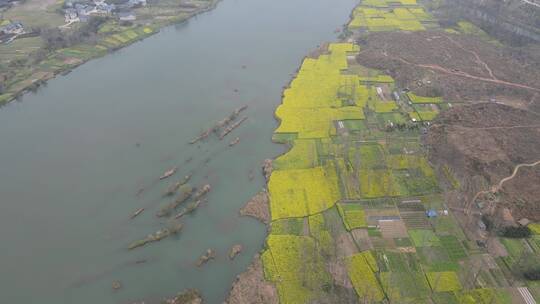 航拍乡村田野春季油菜花