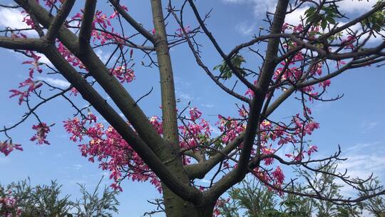 异木棉花盛开视频素材模板下载