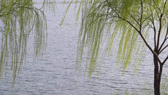 春天柳树发芽柳枝，春风自然风景背景河流水