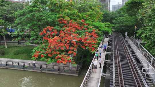 中国广东省广州市荔湾区花地河凤凰花