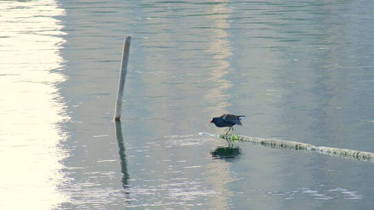湖面上的野生水鸟黑水鸡