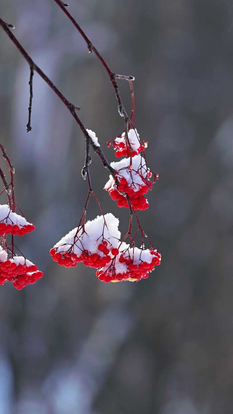 竖版枝头覆雪红色浆果特写
