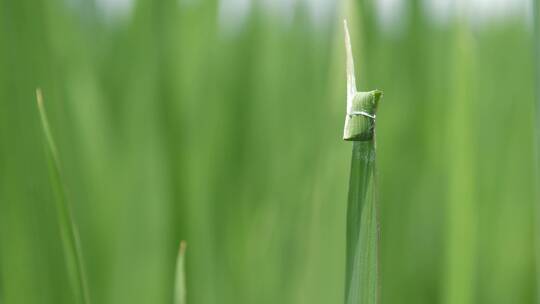 稻田生虫，蜻蜓趴在水稻叶上，视频素材模板下载