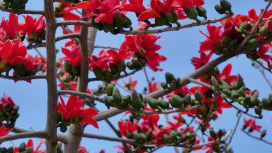 盛开的木棉花特写