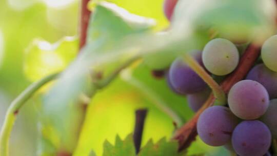 葡萄 葡萄种植 紫葡萄 青提葡萄 葡萄园视频素材模板下载