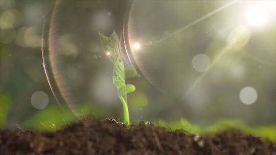 植物生长延时-幼苗成长阳光照射视频素材模板下载