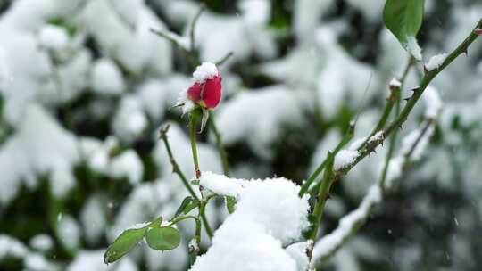 冬天大雪纷飞风雪中的玫瑰花花蕾