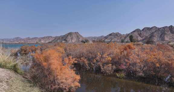 赤金峡水库胡杨林湿地