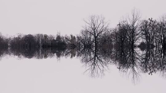 冬季枯树在湖面的倒影