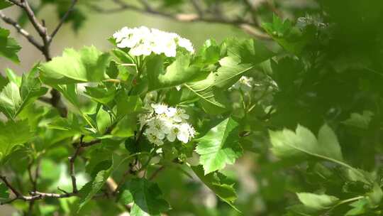 风吹沙山楂花