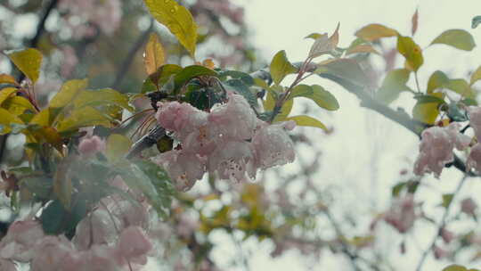 樱花4K 慢镜头 植物