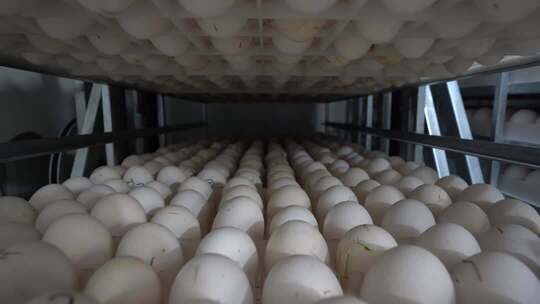 温室鹅蛋孵化