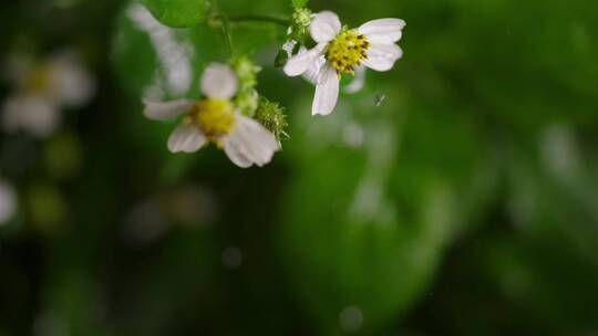 雨滴水滴植物升格高清 谷雨惊蛰立夏节气