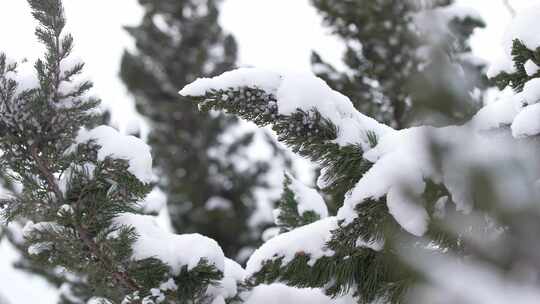 冬天下雪唯美雪景松树枝头被雪覆盖