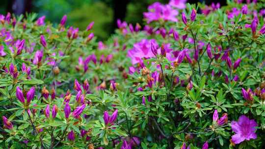 春天秋天植物园公园杜鹃花花朵大自然风景风