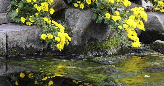 山东济南趵突泉建筑水面颜色秋菊花