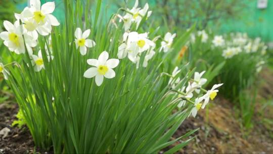 花园里生长的水仙花