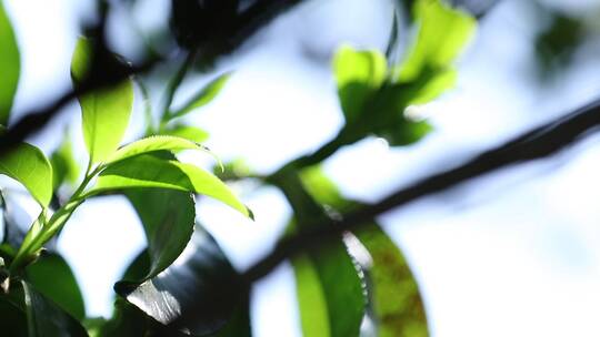 千年古茶树