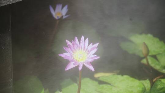 景观池里盛开的莲花视频素材模板下载