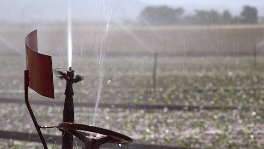 洒水器灌溉的农田