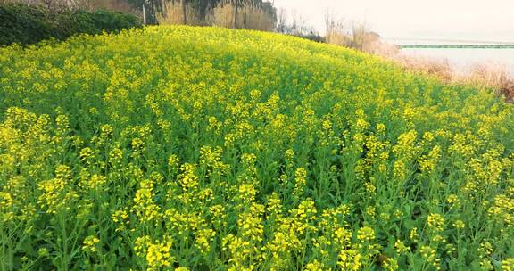 武汉东湖万国公园油菜花海