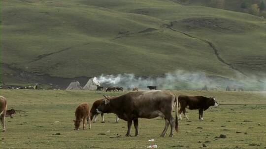 中国新疆牧场里的牛群