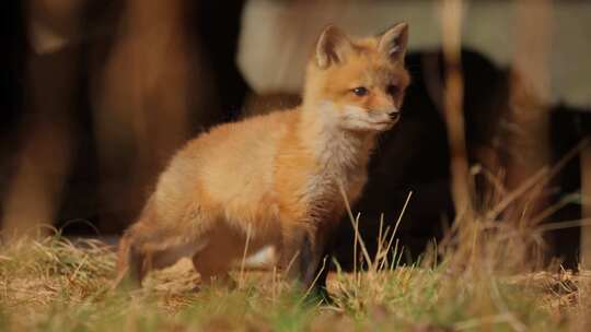 可爱的小红狐小狗抓挠自己的特写镜头